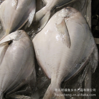 暢銷供應(yīng)鯧魚 冷凍水產(chǎn)品批發(fā)專業(yè)指南