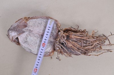 湘潭周記南雜批發(fā)部 優(yōu)質朝鮮魷魚干，海鮮特產優(yōu)選